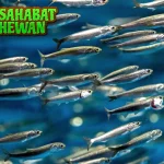 Ikan Teri Sensor 50 Indikator Penting Perubahan Iklim!