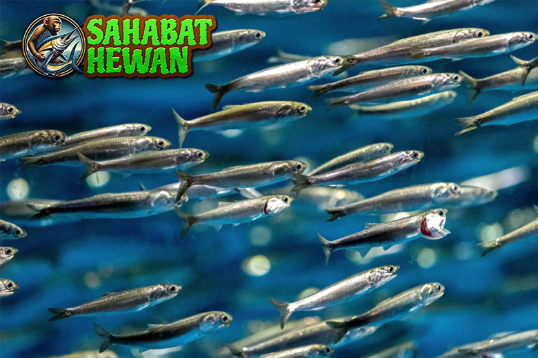 Ikan Teri Sensor 50 Indikator Penting Perubahan Iklim!
