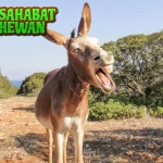 Kisah 4 Inspiratif Keledai yang Menyelamatkan Desa